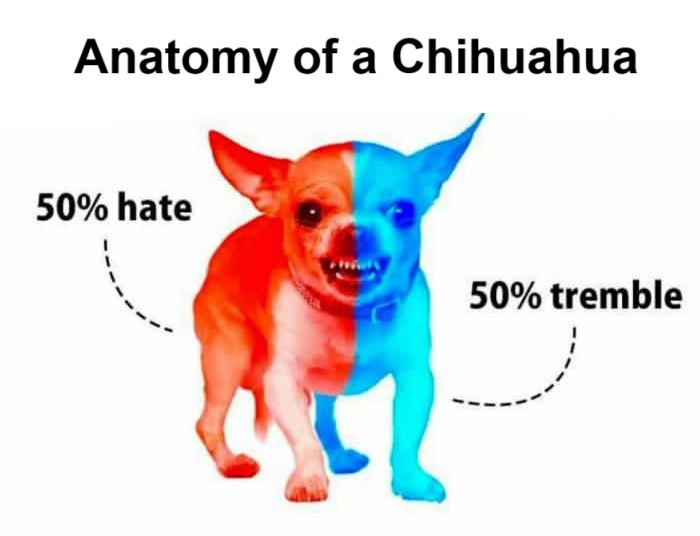 Anatomy of a Chihuahua