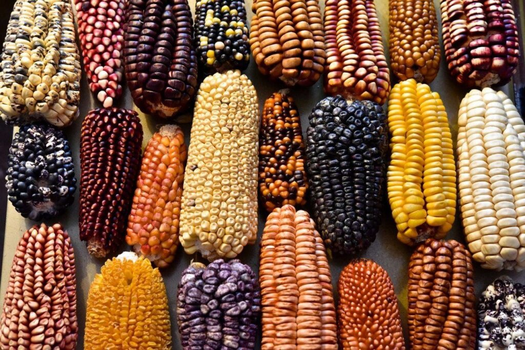 Mexican corns