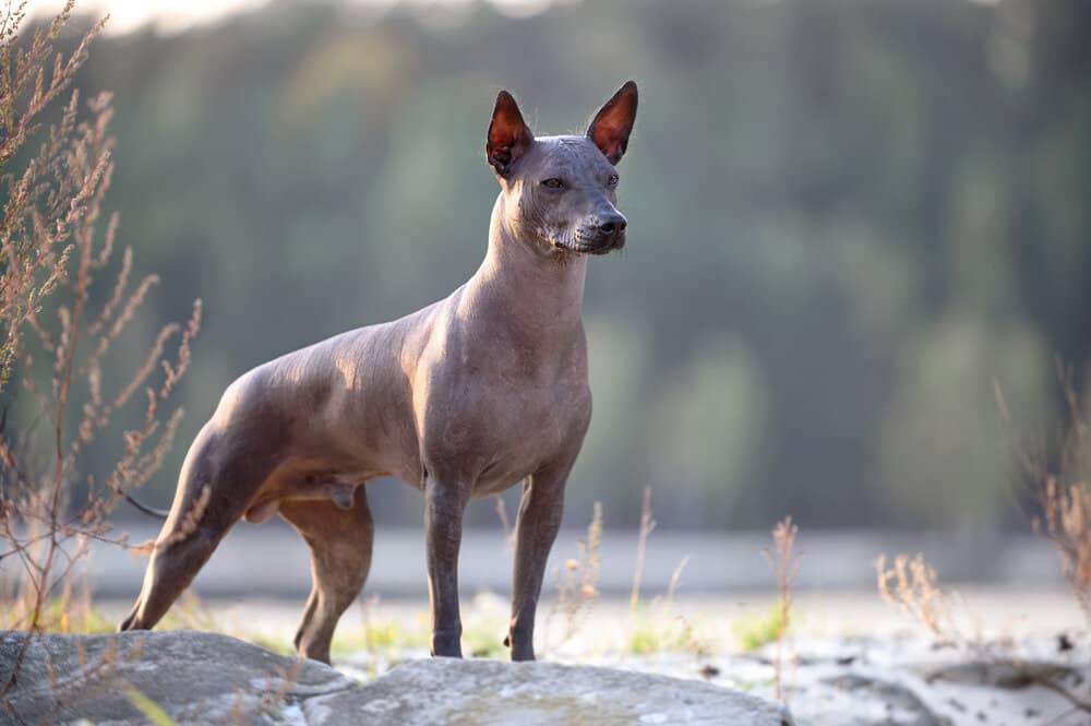 Xoloitzcuintli dog