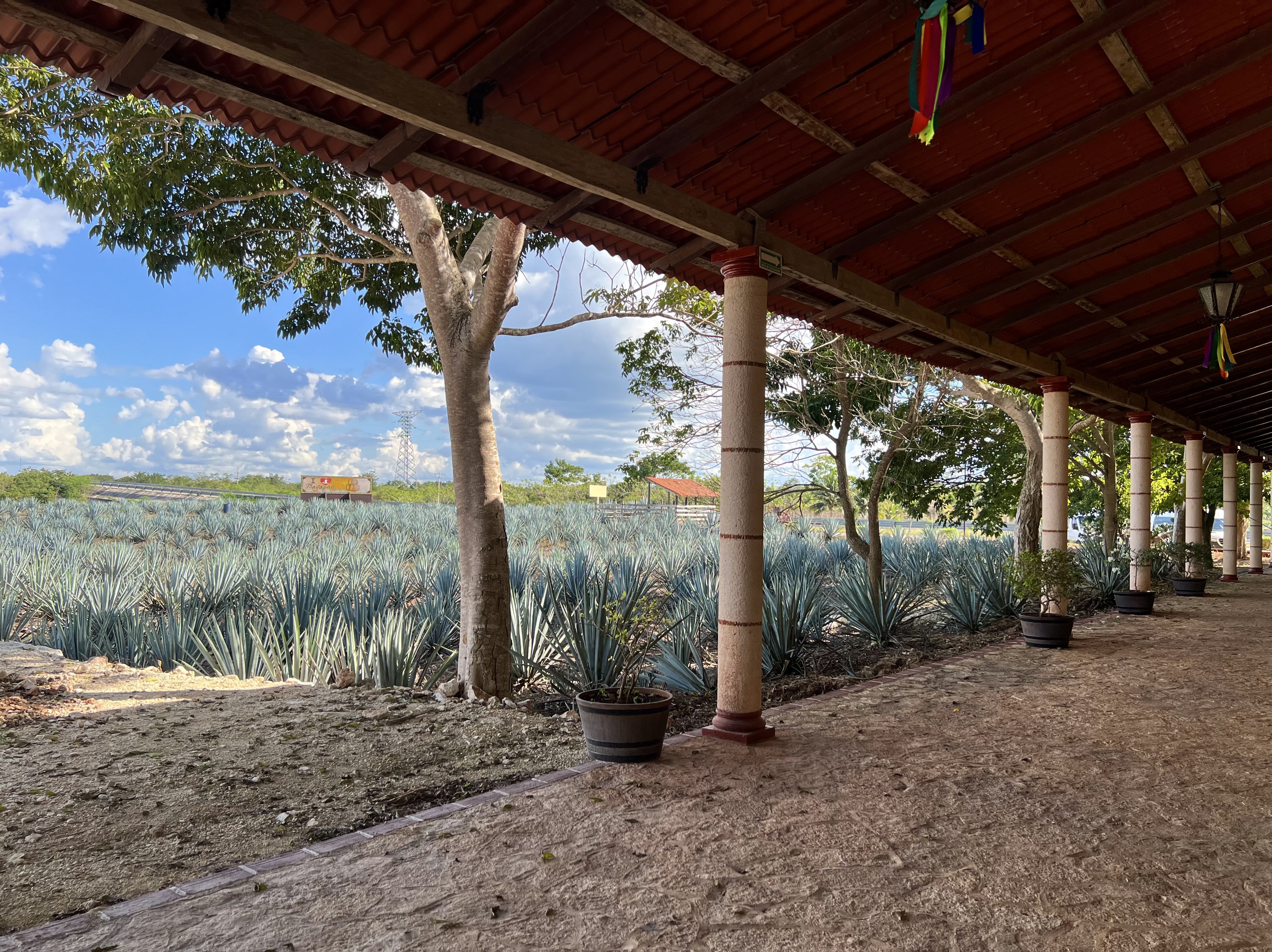 View of agave field from a shaded terrace with red-tiled roof and columns, set against a bright blue sky with scattered clouds