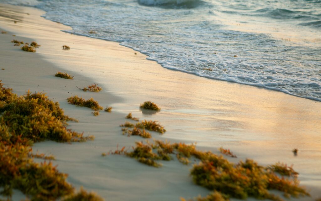 Sargassum seaweed on the beach