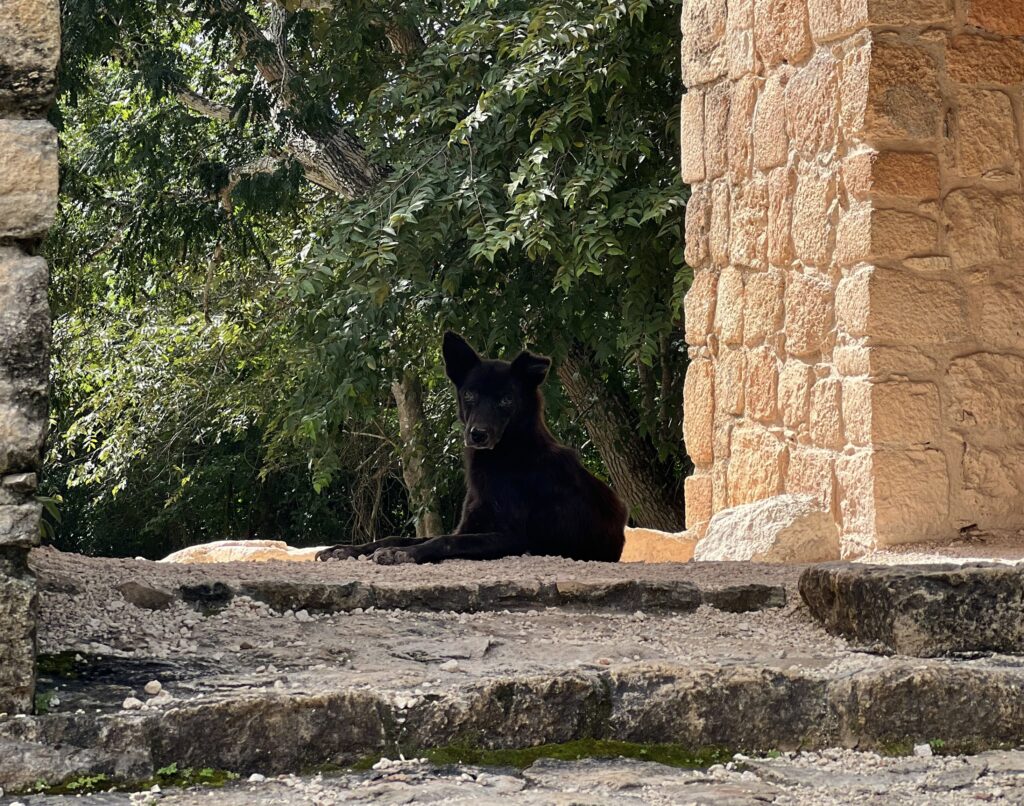 Black dog in Ek Balam archeological zone