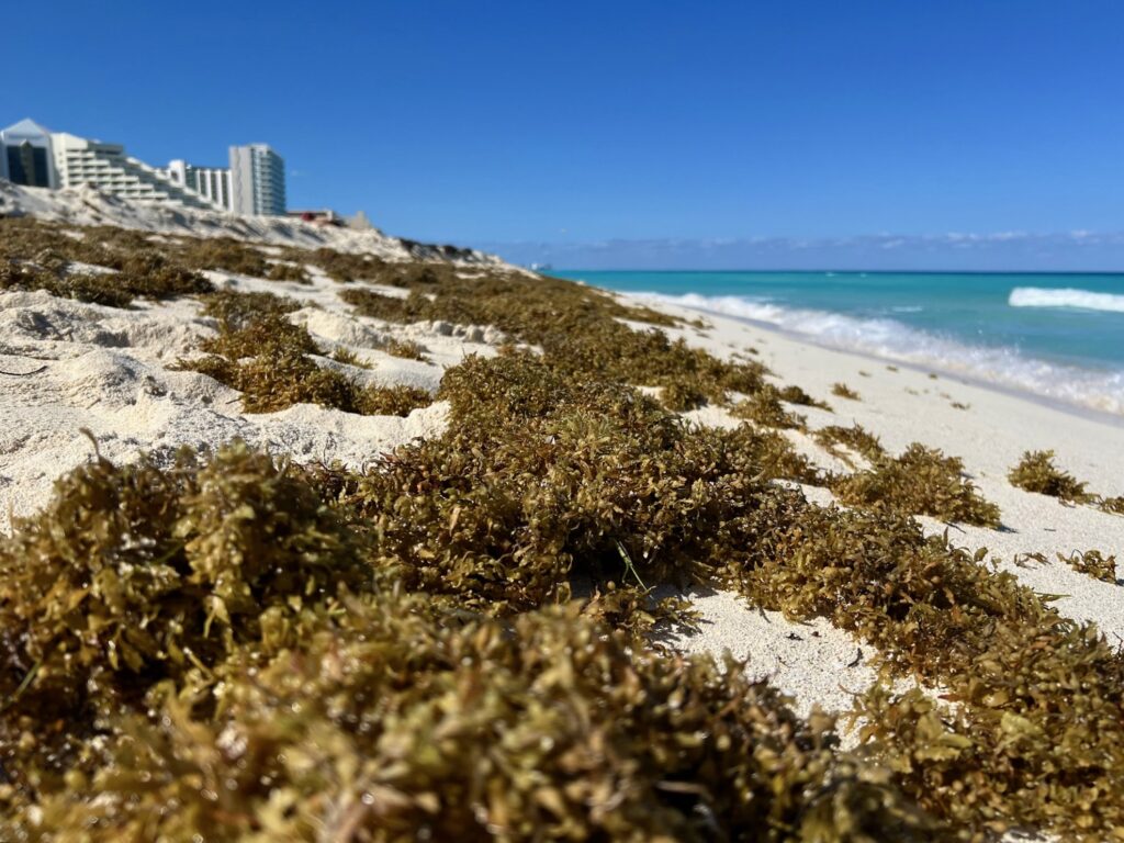 Seaweed on the beach of Cancun during the seaweed season