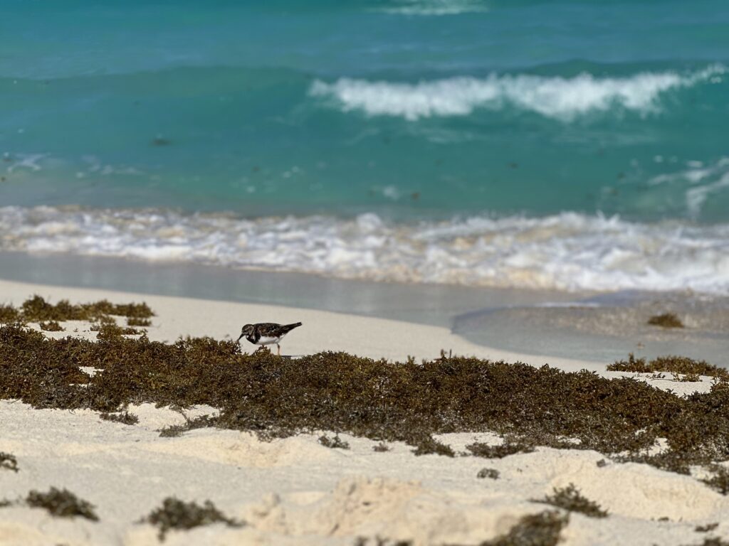 A bird in Seaweed on the beach of Cancun during the seaweed season