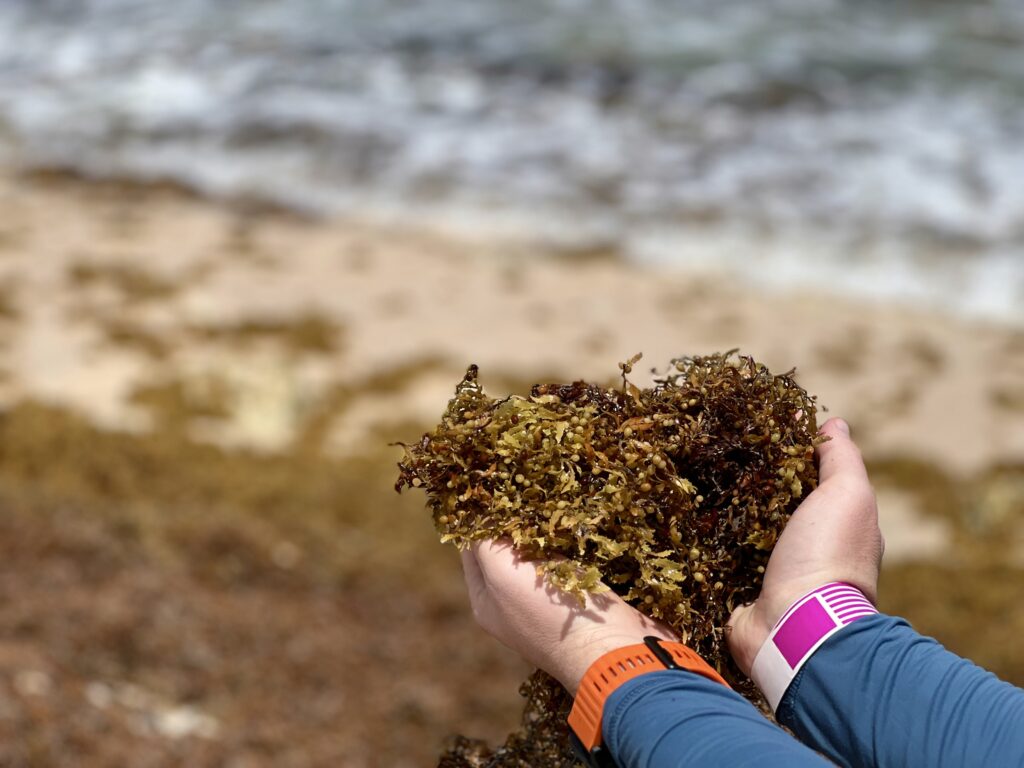 Seaweed in hands during seaweed season in Mexico