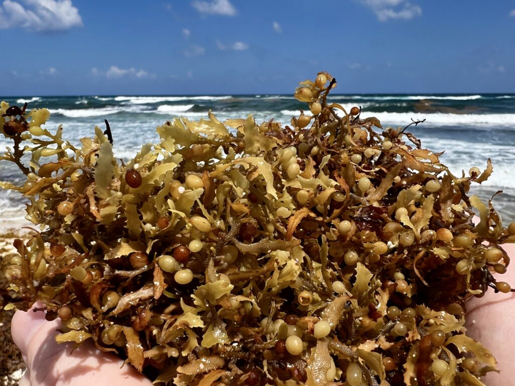 Seaweed closeup on the beach of Cancun