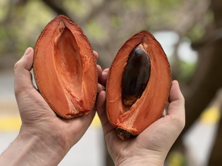 Mamey fruit