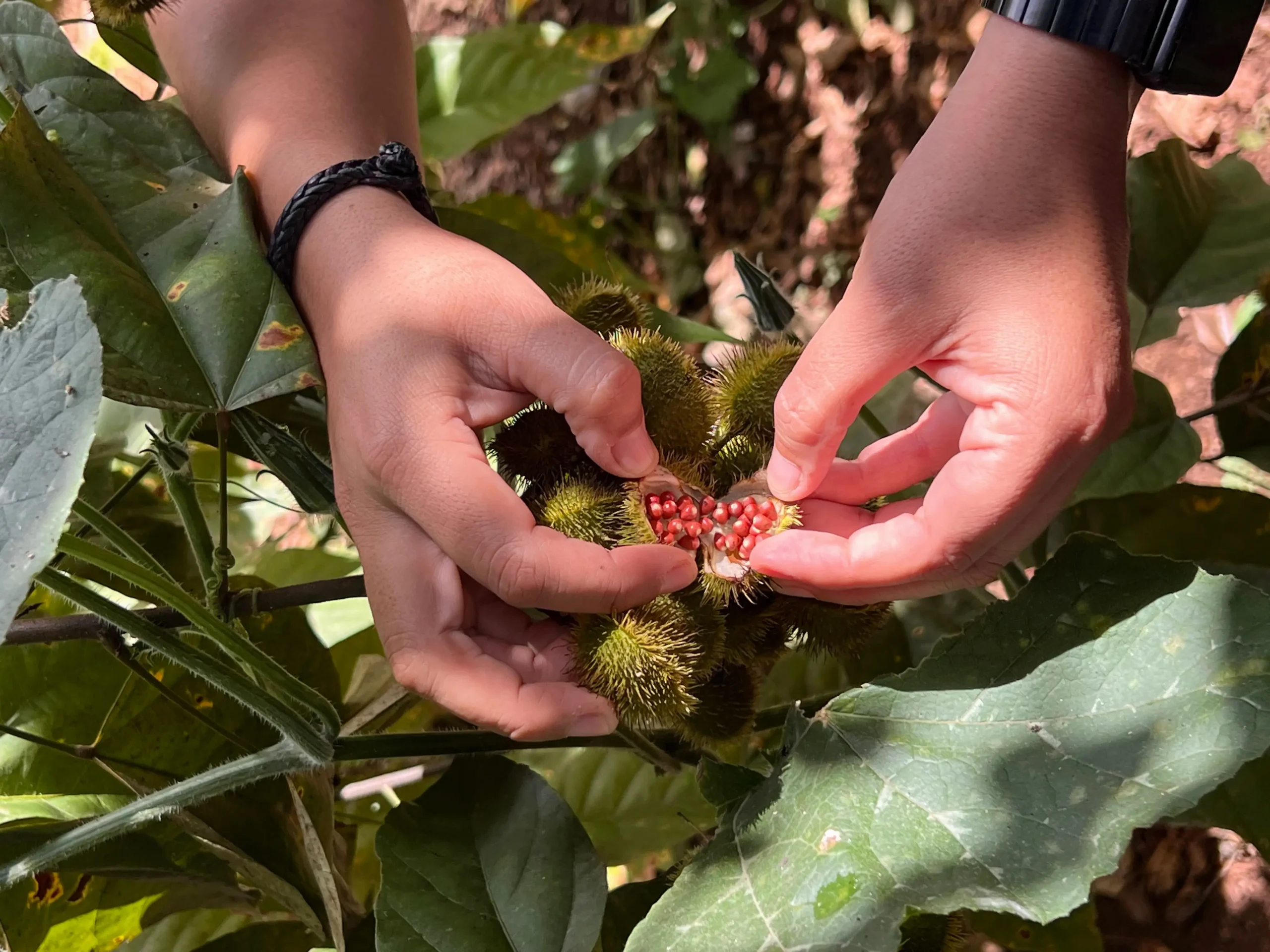 An opened achiote pod with seeds